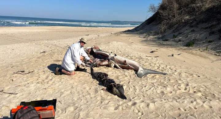 ‘n Orca-aanval op withaai in Oos-Kaap waters laat nuwe vrae oor ...